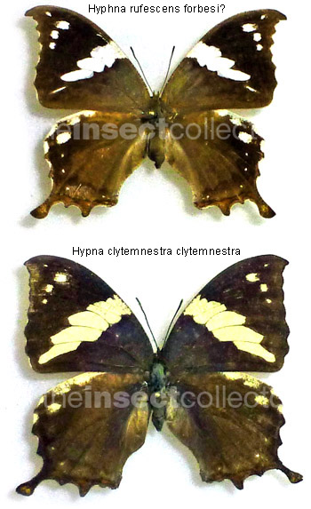 Hypna forbesi