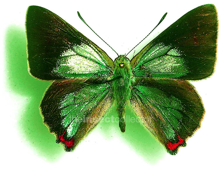 Hypochrysops delicia