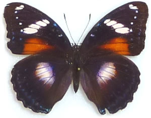 Hypolimnas bolina