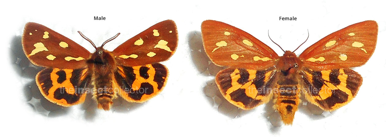 Hyphoraia aulica 