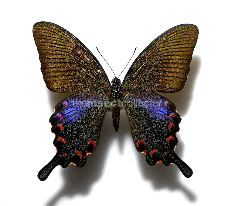 Papilio bianor 