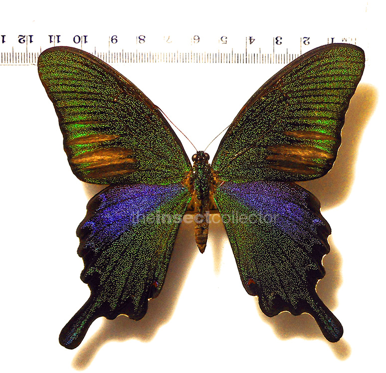 Papilio bianor 