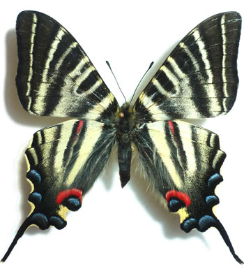 Iphiclides podalirinus