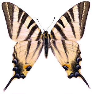 Iphiclides podalirius 