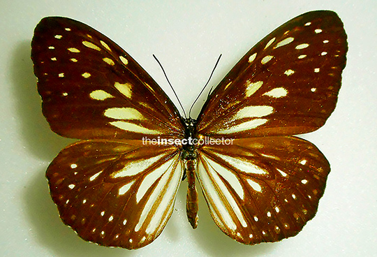 Ideopsis juventa