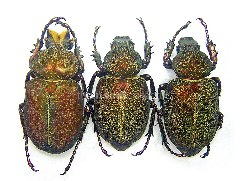 Inca pulverulentus