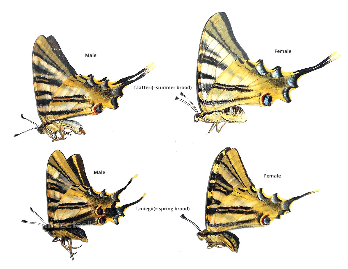 Iphiclides feisthamelii 