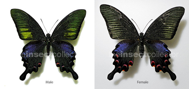 Papilio bianor 