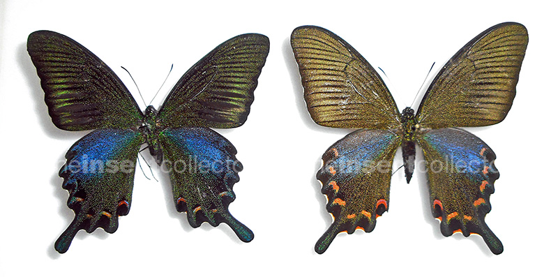 Papilio bianor 