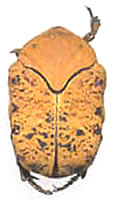 Gymnetis lanius
