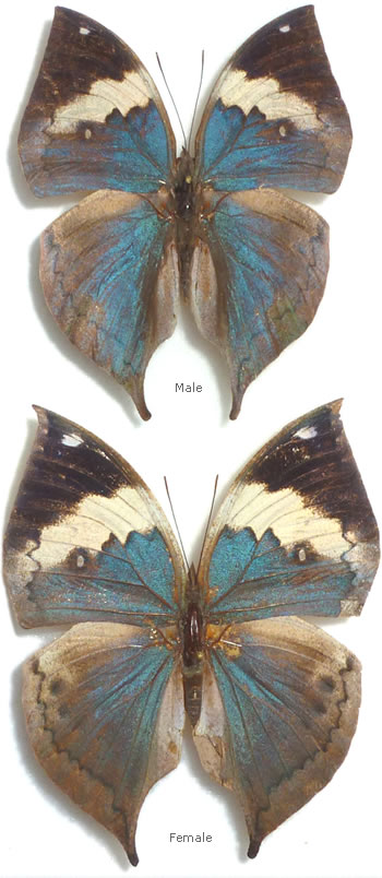 Kallima albofasciata