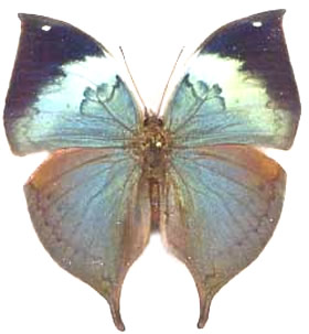 Kallima philarchus