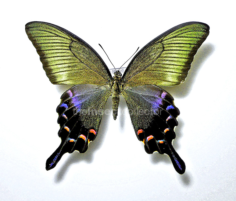 Papilio dehaanii