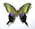 Papilio dehaanii