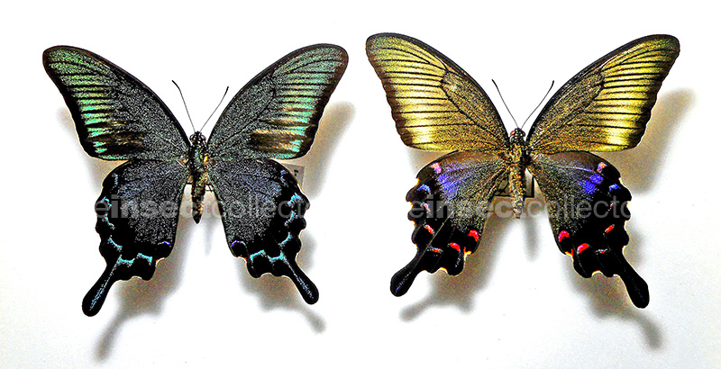 Papilio dehaanii