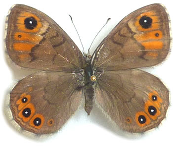 Lasiommata petropolitana