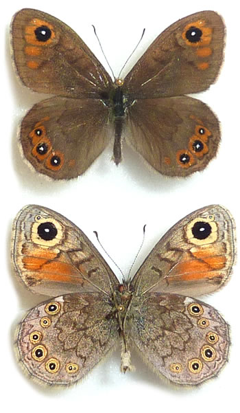 Lasiommata petropolitana