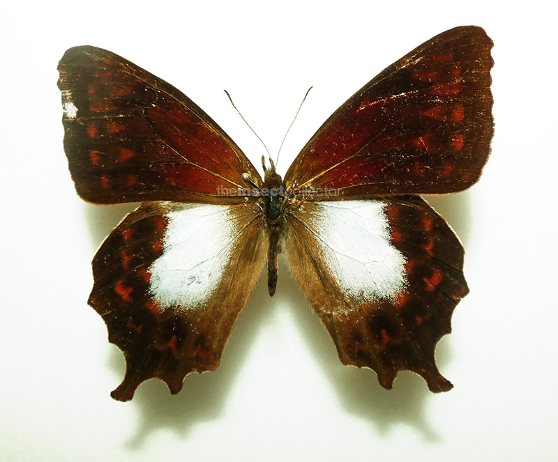 Lasiophila cirta