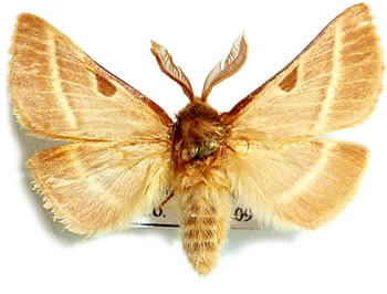 Lemonia balcanica