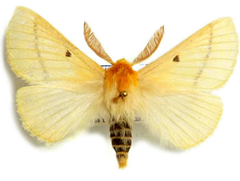 Lemonia taraxaci  