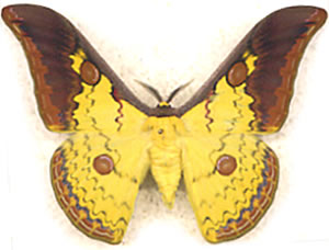 Loepa obscuramarginata 