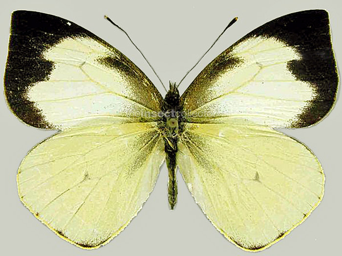 Leptophonia eleusis