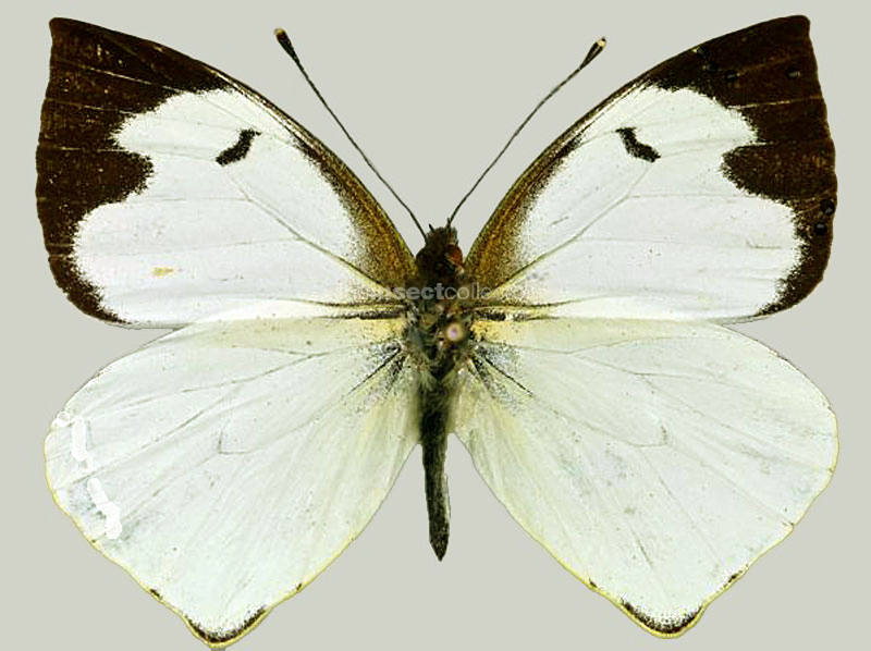 Leptophobia pinara