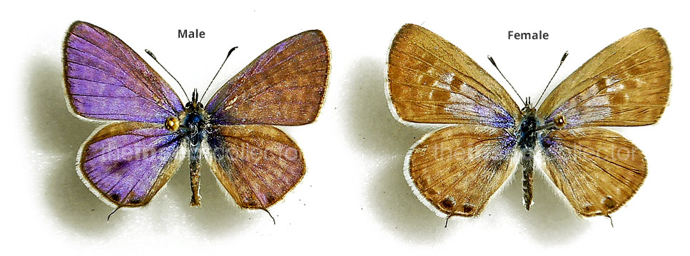 Leptotes pirythous