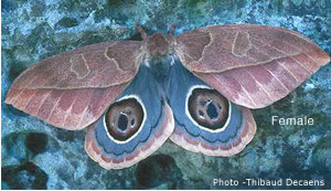 Leucanella nyctimene