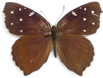 Eunica (= ex Libythina) cuvieri 