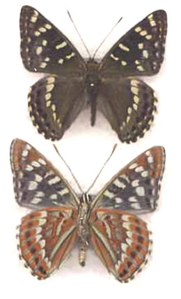 Limenitis (Chalinga) elwesi 