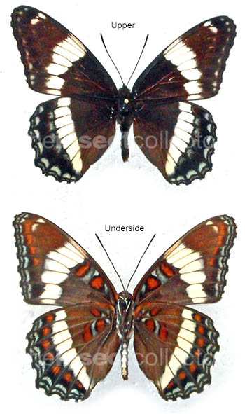 Limenitis arthemis