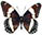 Limenitis arthemis