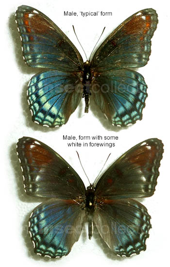 Limenitis arthemis