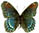 Limenitis arthemis