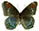 Limenitis arthemis