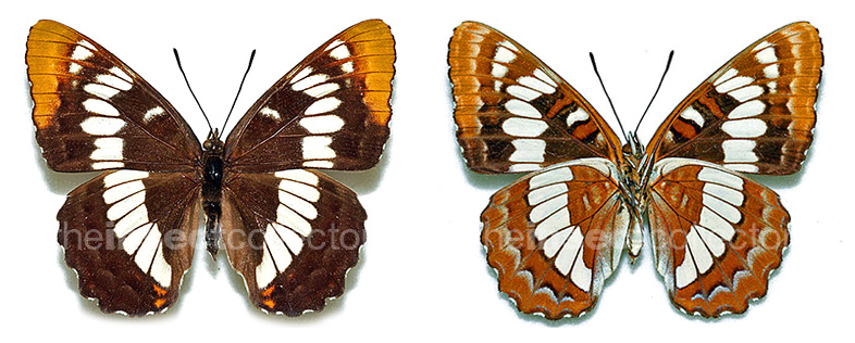 Limenitis lorquini