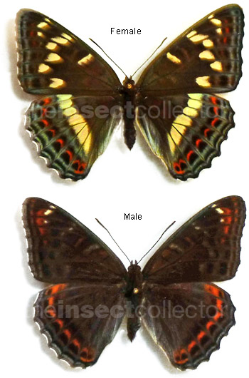 Limenitis populi 