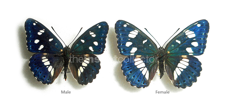 Limenitis reducta