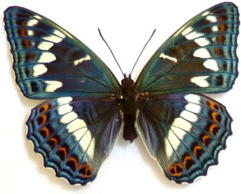 Limenitis populi 