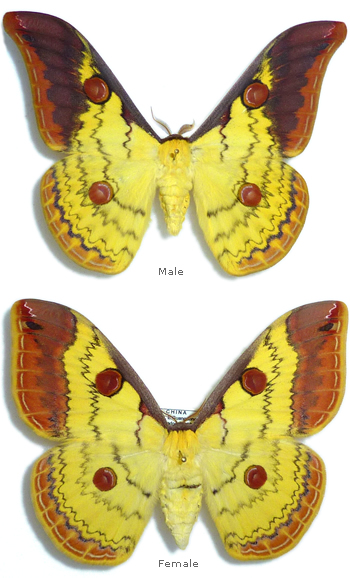 Loepa obscuramarginata 