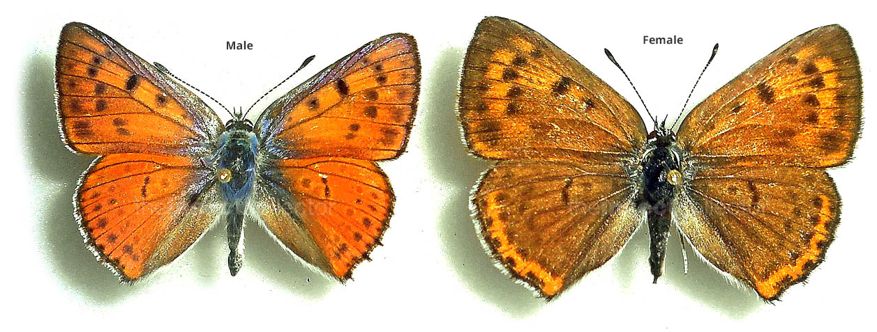 Lycaena alciphron 