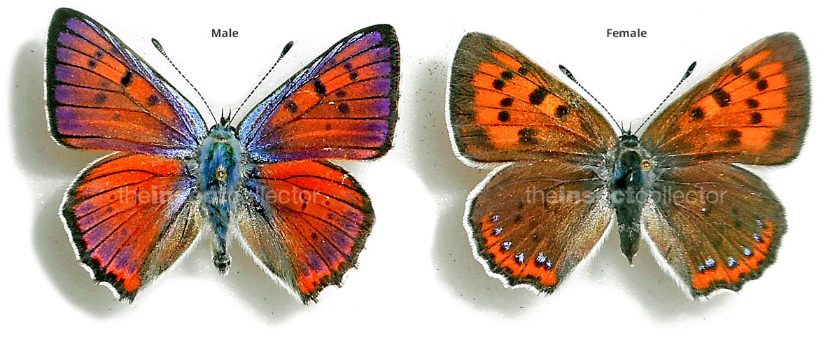 Lycaena alciphron 