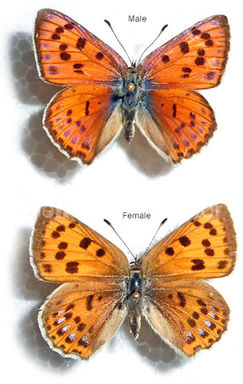 Lycaena alciphron