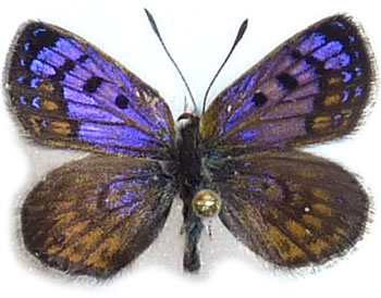 Lycaena boldenarum