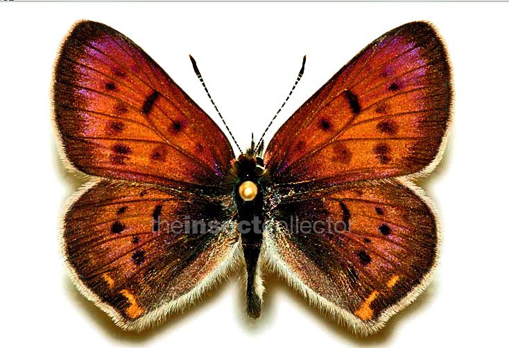 Lycaena dorcas