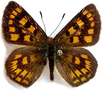 Lycaena feredayi