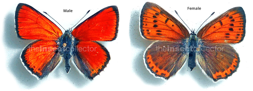 Lycaena italica