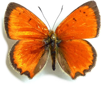 Lycaena ottomana 