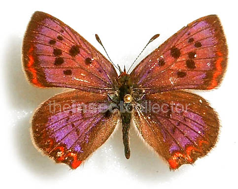 Lycaena pang